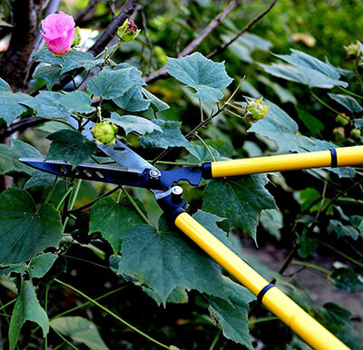 Planted Perfect Telescoping Hedge Clippers