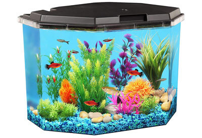 Top 10 Best Fish Tanks in 2022 – AmaPerfect