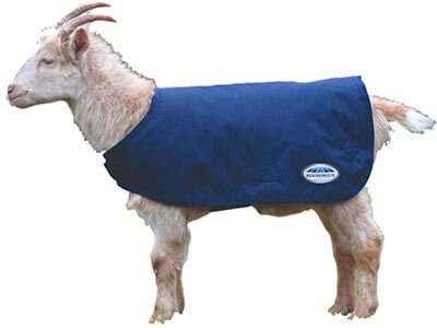 Weatherbeeta Goat Coat