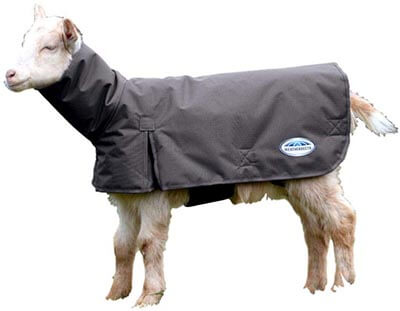 Weatherbeeta Goat Coat with Neck